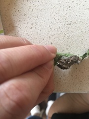 Chrysodeixis argentifera