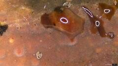 Peniophora