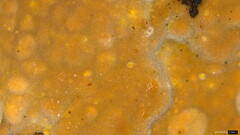 Peniophora