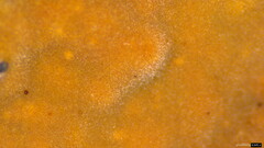 Peniophora