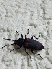 Macrozophobas