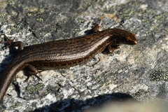 Oligosoma inconspicuum