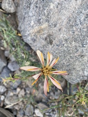Mutisia sinuata