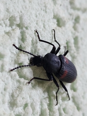 Macrozophobas