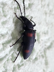 Macrozophobas