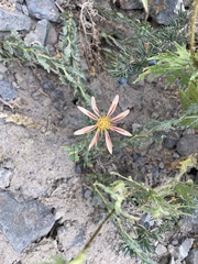 Mutisia sinuata
