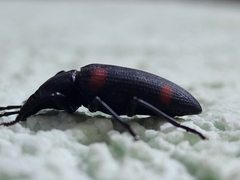 Macrozophobas