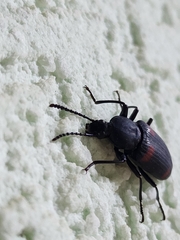 Macrozophobas