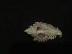 Chicoreus florifer