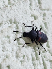 Macrozophobas