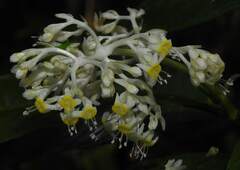 Palicourea violacea