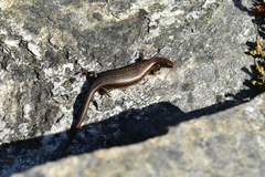 Oligosoma inconspicuum