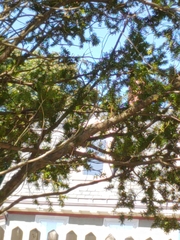 Poecile atricapillus