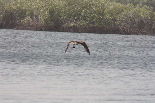 Pandion haliaetus