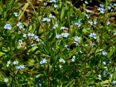 Myosotis scorpioides