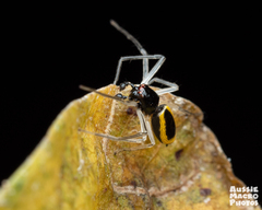 Poecilothomisus speciosus