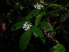 Palicourea violacea