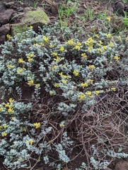 Acmispon argophyllus