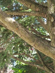 Poecile atricapillus