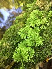 Hypnodendron