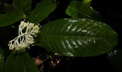 Palicourea violacea