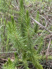 Melichrus adpressus