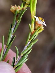 Diosma pedicellata