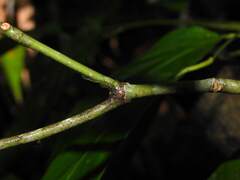 Palicourea violacea