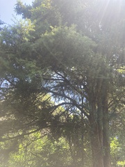 Podocarpus totara