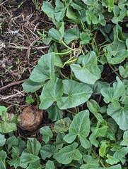 Calystegia macrostegia macrostegia