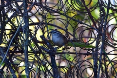 Cantorchilus modestus