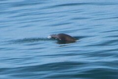 Zalophus californianus