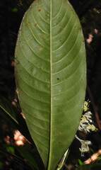 Palicourea violacea