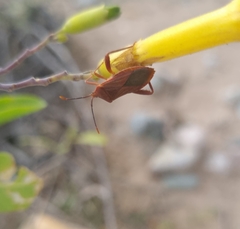 Athaumastus haematicus