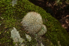 Mammillaria densispina