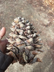 Pinus coulteri