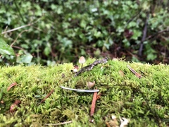 Mycena purpureofusca