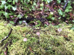 Mycena purpureofusca