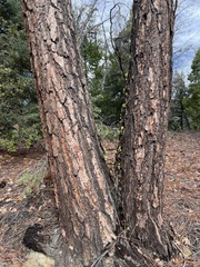 Pinus coulteri