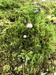 Mycena purpureofusca