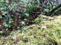 Mycena purpureofusca