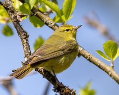 Leiothlypis celata lutescens