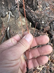 Pinus coulteri