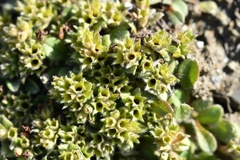 Myosotis lyallii elderi