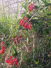 Bomarea multiflora