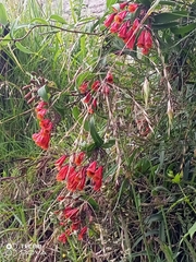 Bomarea multiflora