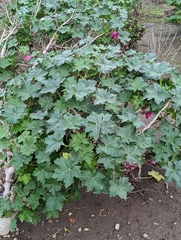 Malva assurgentiflora