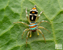 Cosmophasis micarioides
