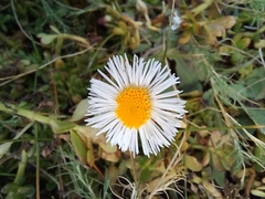 Erigeron longipes