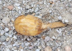 Podaxis pistillaris